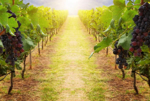 Uvas en el paisaje de viñedos en Transilvania — Foto de Stock