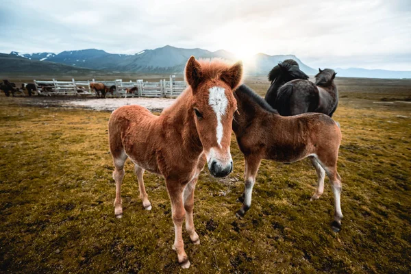 İzlanda 'nın manzaralı doğasında İzlanda atı. — Stok fotoğraf