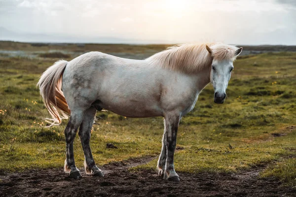 Islandshäst i naturskön natur på Island. — Stockfoto