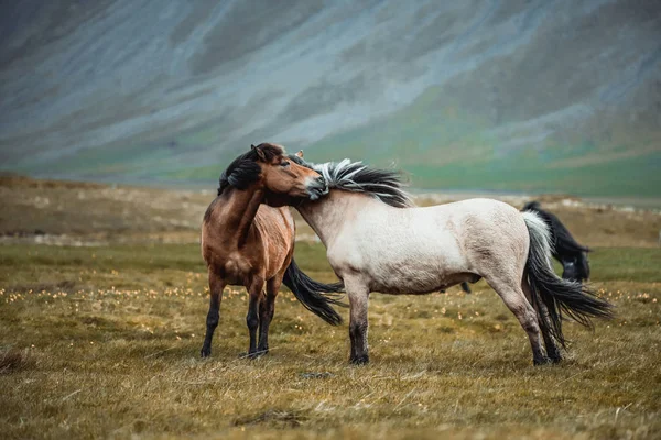 Islandzkie konie w malowniczej naturze Islandii. — Zdjęcie stockowe