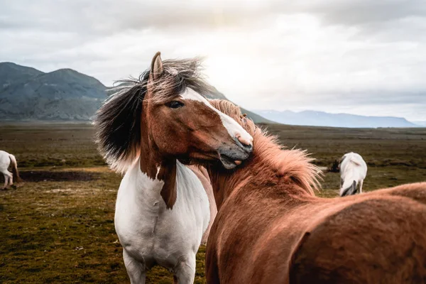 İzlanda 'nın manzaralı doğasında İzlanda atı. — Stok fotoğraf