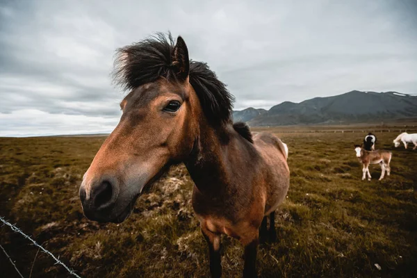 Cheval islandais dans la nature pittoresque de l'Islande. — Photo