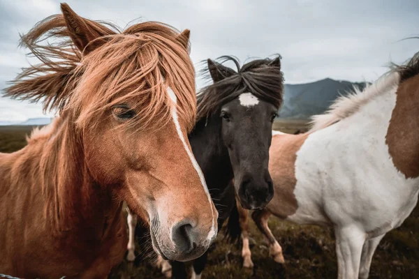 İzlanda 'nın manzaralı doğasında İzlanda atı. — Stok fotoğraf