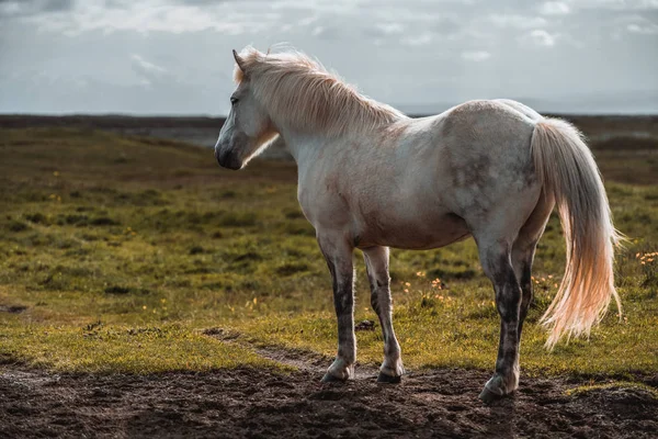 Cavallo islandese nella natura panoramica dell'Islanda. — Foto Stock