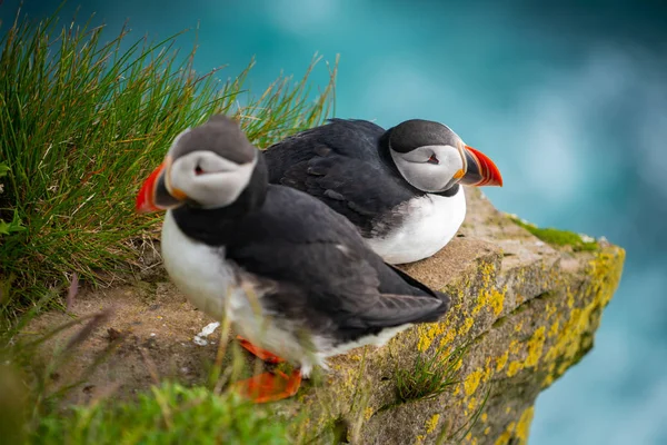 Wild Atlantic Puffin sjöfågel i familjen auk. — Stockfoto