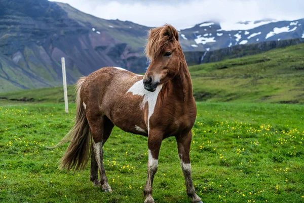 Icelandic horse in scenic nature of Iceland. — Stock Photo, Image