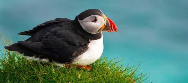 Wild Atlantic puffin seabird in the auk family. — Stock Photo, Image