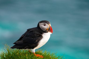 Auk ailesinde Vahşi Atlantik puffin seabird.