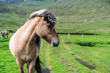 İzlanda 'nın manzaralı doğasında İzlanda atı.