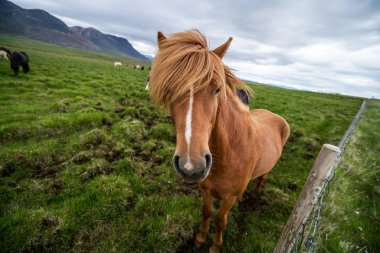 İzlanda 'nın manzaralı doğasında İzlanda atı.
