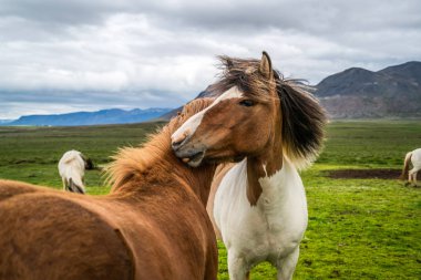 İzlanda 'nın manzaralı doğasında İzlanda atı.