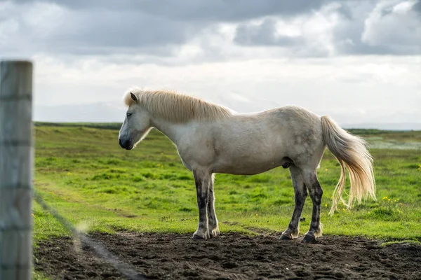 Islandshäst i naturskön natur på Island. — Stockfoto