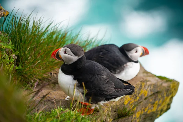 Auk ailesinde Vahşi Atlantik puffin seabird.