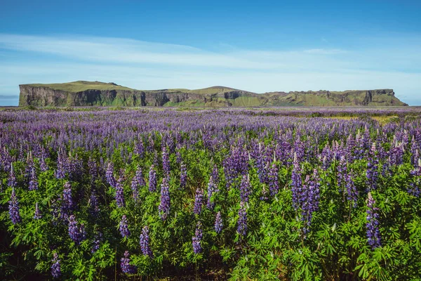 ヴィック・アイスランドのルパンの花畑. — ストック写真