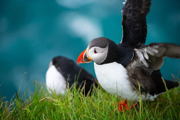 Auk ailesinde Vahşi Atlantik puffin seabird. — Stok fotoğraf