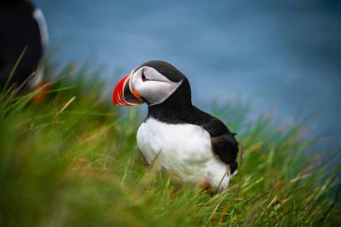 Auk ailesinde Vahşi Atlantik puffin seabird.