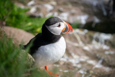 Auk ailesinde Vahşi Atlantik puffin seabird.