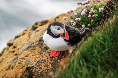 Auk ailesinde Vahşi Atlantik puffin seabird.
