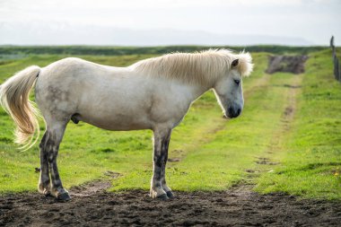 İzlanda 'nın manzaralı doğasında İzlanda atı.