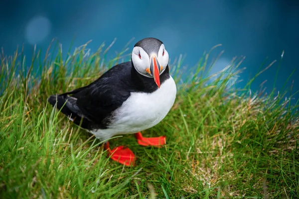 Wild Atlantic puffin seabird in the auk family.