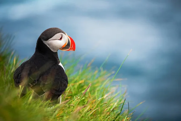 Wilde Atlantische papegaaiduiker zeevogel in de auk familie. — Stockfoto