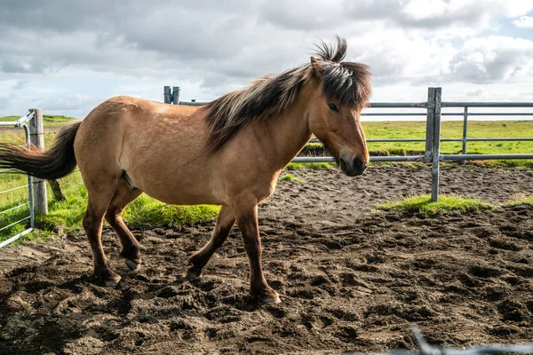 İzlanda 'nın manzaralı doğasında İzlanda atı. — Stok fotoğraf