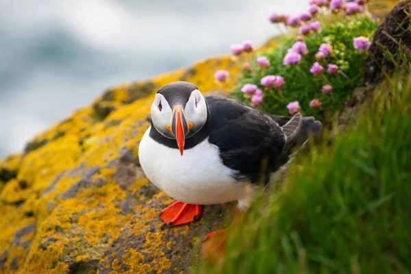 Wilde Atlantische papegaaiduiker zeevogel in de auk familie. — Stockfoto