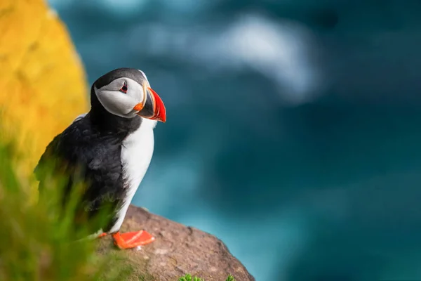 英国の家族の野生の大西洋パフィン海鳥. — ストック写真