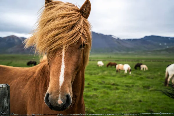 Islandský kůň ve scénické povaze Islandu. — Stock fotografie