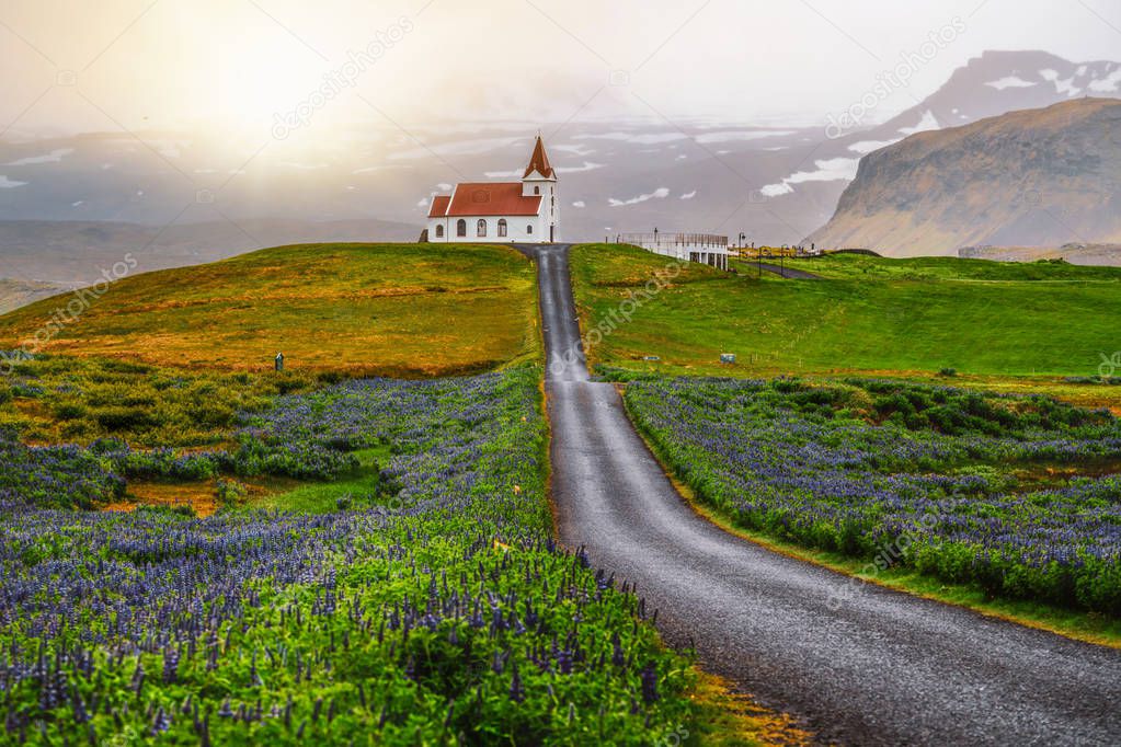 Ingjaldsholl church in Iceland and lupine flowers