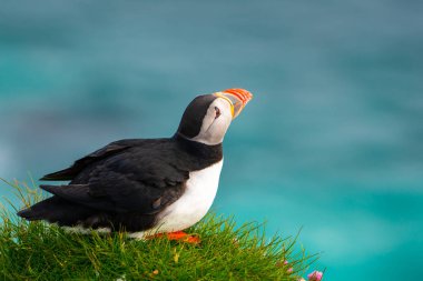 Auk ailesinde Vahşi Atlantik puffin seabird.