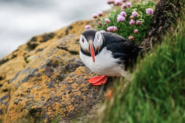 英国の家族の野生の大西洋パフィン海鳥. — ストック写真