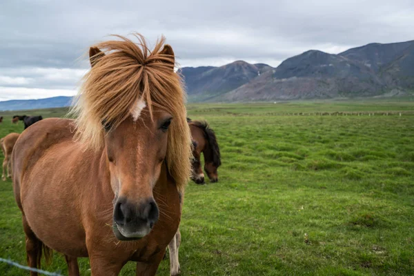 İzlanda 'nın manzaralı doğasında İzlanda atı. — Stok fotoğraf