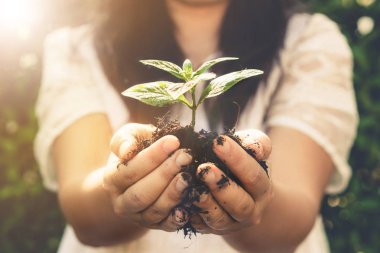 Kadın elinde genç bitki ağacı filizi.