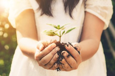 Kadın elinde genç bitki ağacı filizi.