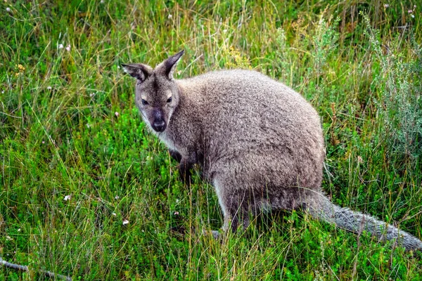 Wild Wallaby i Forest i Tasmanien, Australien. — Stockfoto