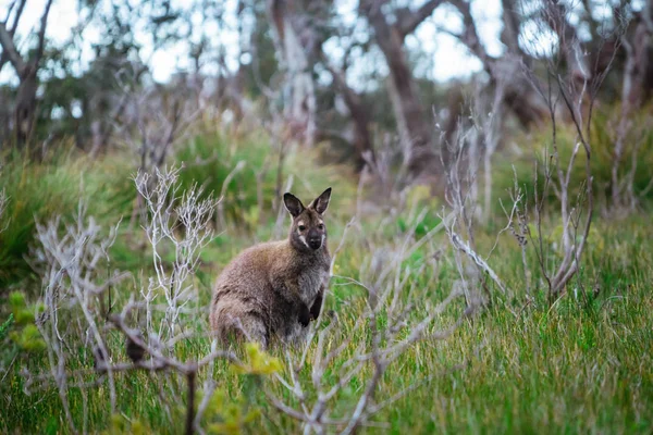 Wallaby sauvage dans la forêt en Tasmanie, Australie . — Photo