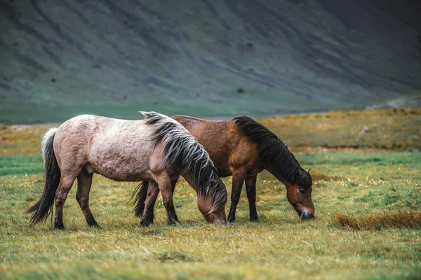 Cavallo islandese nella natura panoramica dell'Islanda. — Foto Stock