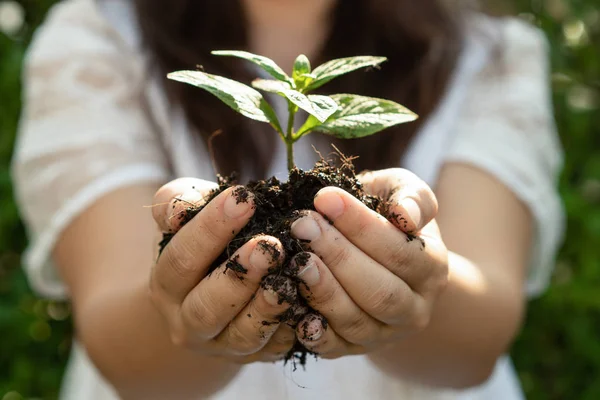 Ung Plant träd gro i kvinnans hand. — Stockfoto