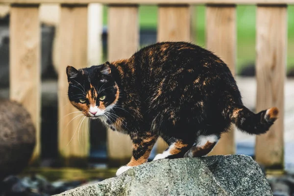 Evin dışında siyah ve kahverengi renkli kedi. — Stok fotoğraf