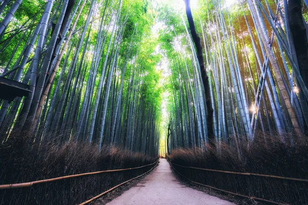 嵐山竹林名所 京都日本 — ストック写真