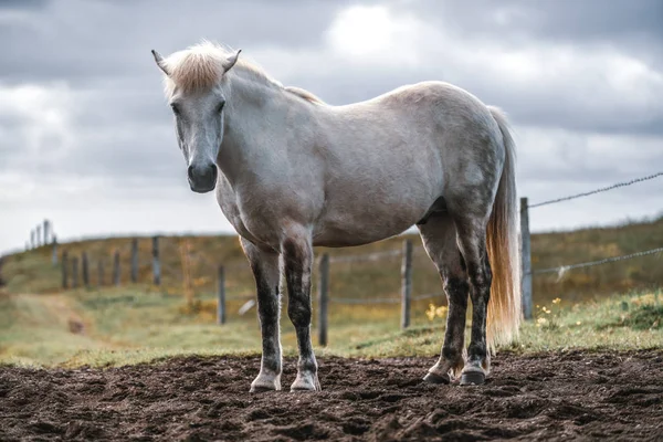 Izland festői jellegű izlandi ló. — Stock Fotó