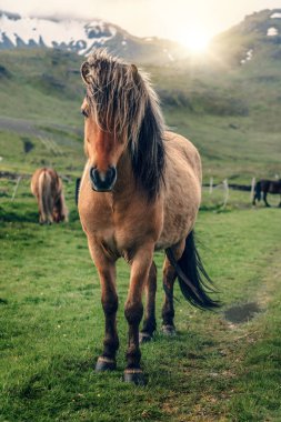 İzlanda 'nın manzaralı doğasında İzlanda atı.