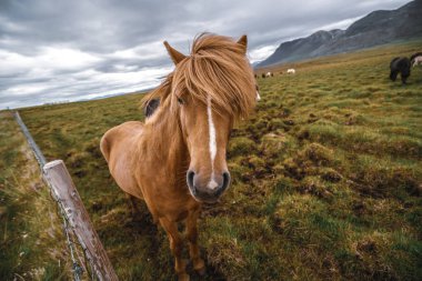 İzlanda 'nın manzaralı doğasında İzlanda atı.