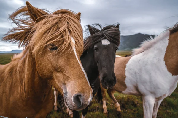 Cheval islandais dans la nature pittoresque de l'Islande. — Photo