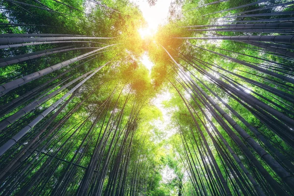 荒山竹林著名地方 京都 日本 — 图库照片