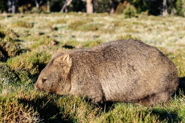 オーストラリア、タスマニアで野生のウォンバットが草を食べる. — ストック写真