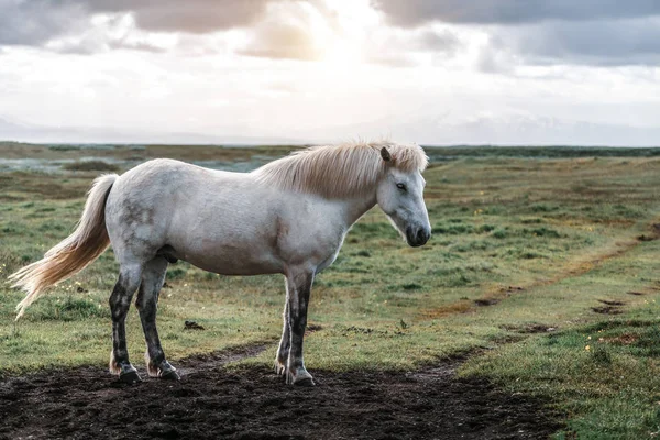 İzlanda 'nın manzaralı doğasında İzlanda atı. — Stok fotoğraf