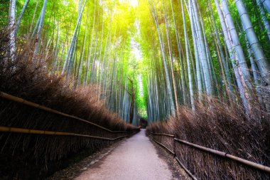 Arashiyama Bambu Ormanı ünlü yer Kyoto Japonya