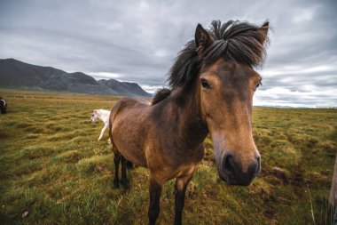 İzlanda 'nın manzaralı doğasında İzlanda atı.